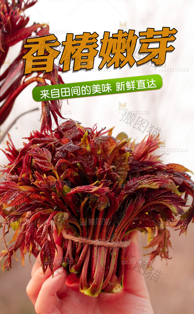 香椿嫩芽详情页