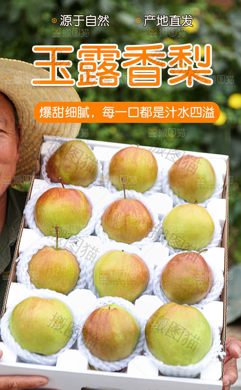 玉露香梨详情页