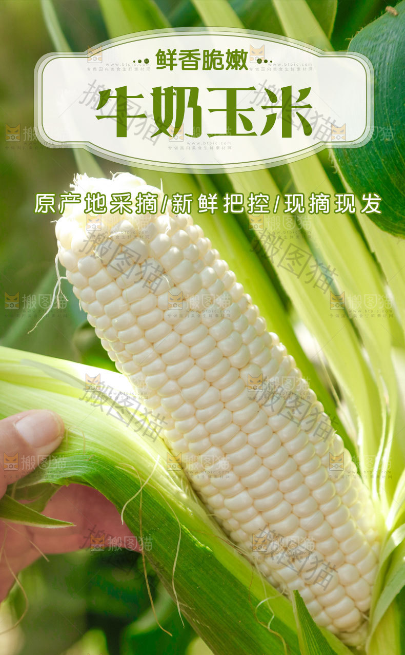 新鲜牛奶玉米详情页