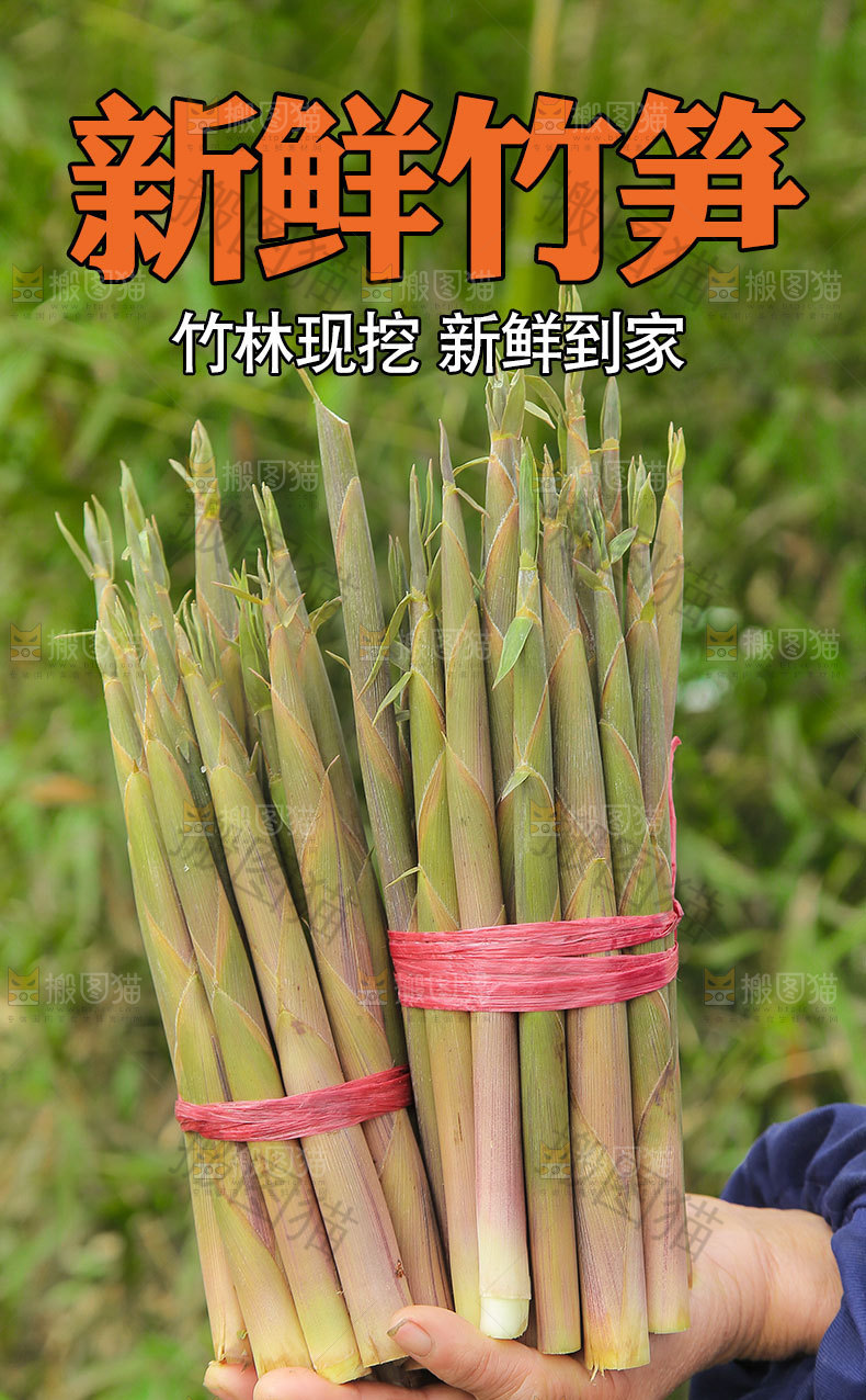 新鲜小竹笋详情页