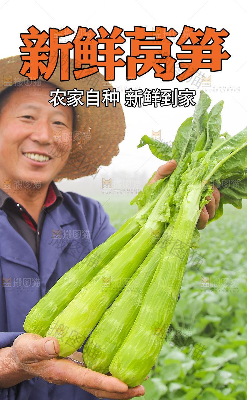 新鲜莴笋详情页