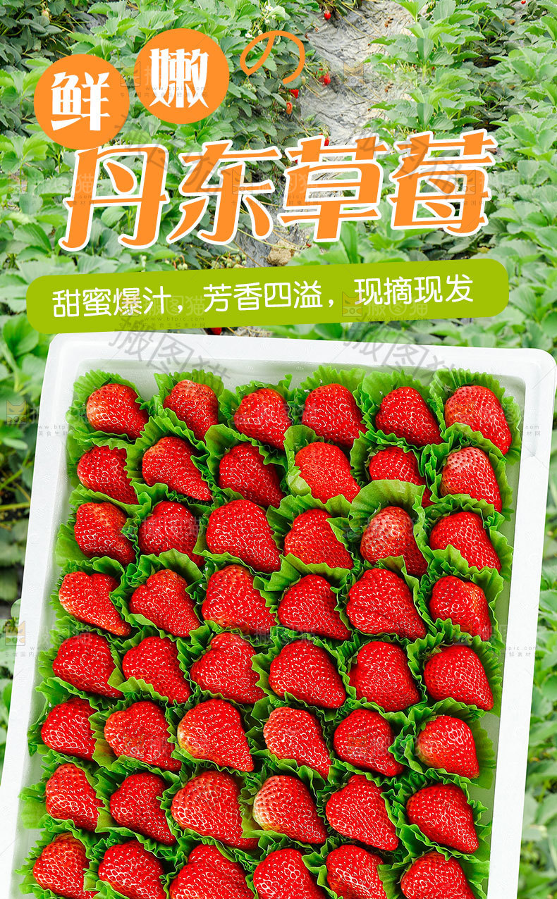 丹东牛奶草莓详情页