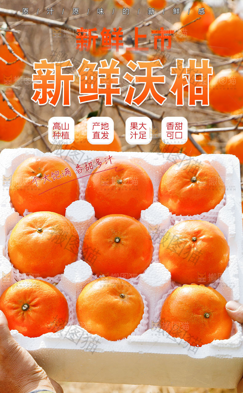新鲜沃柑详情页