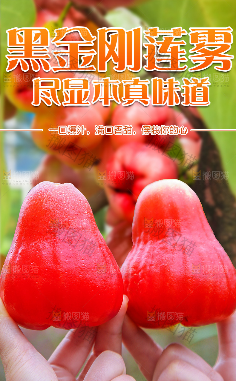 黑金刚莲雾详情页
