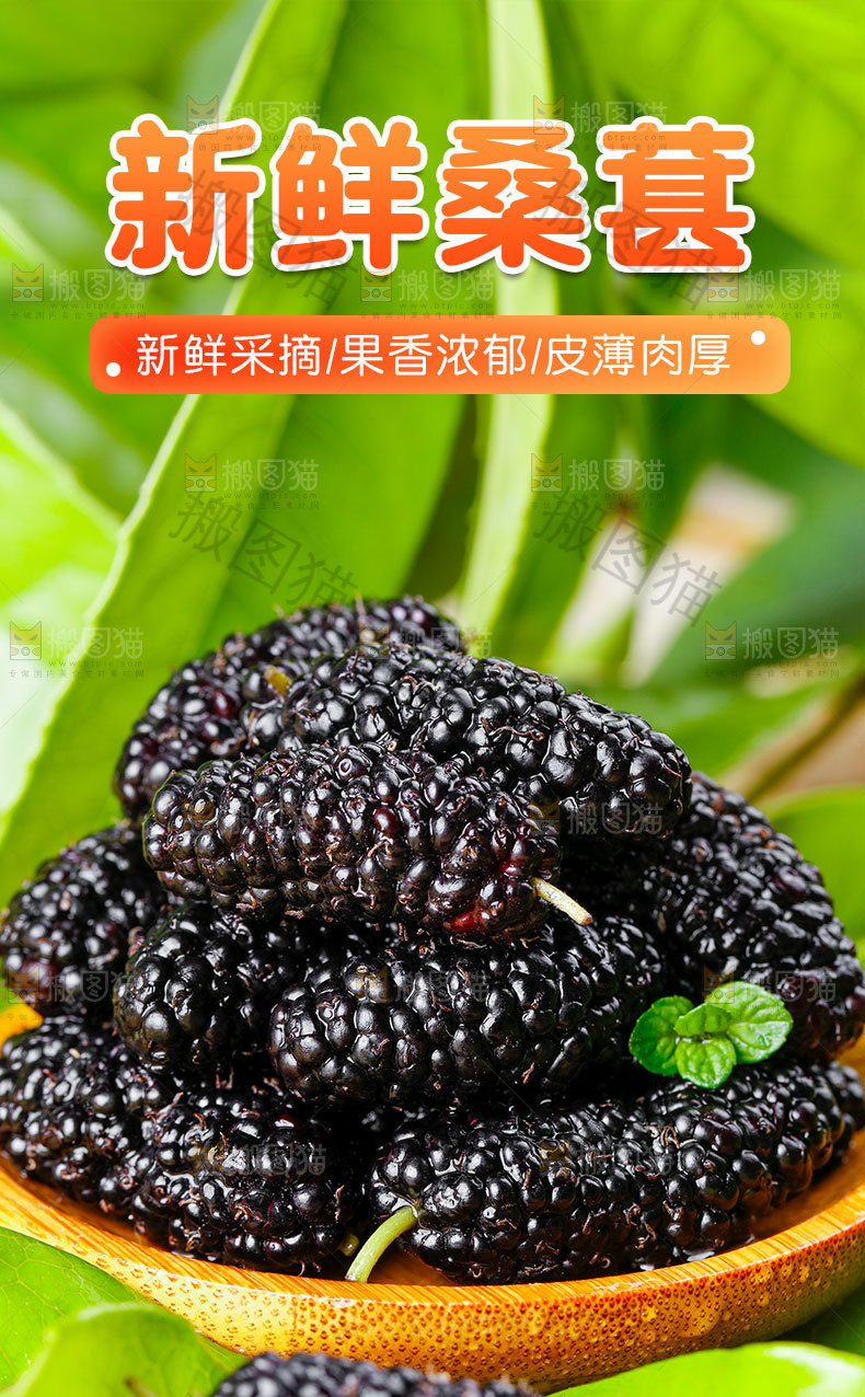 新鲜桑葚详情
