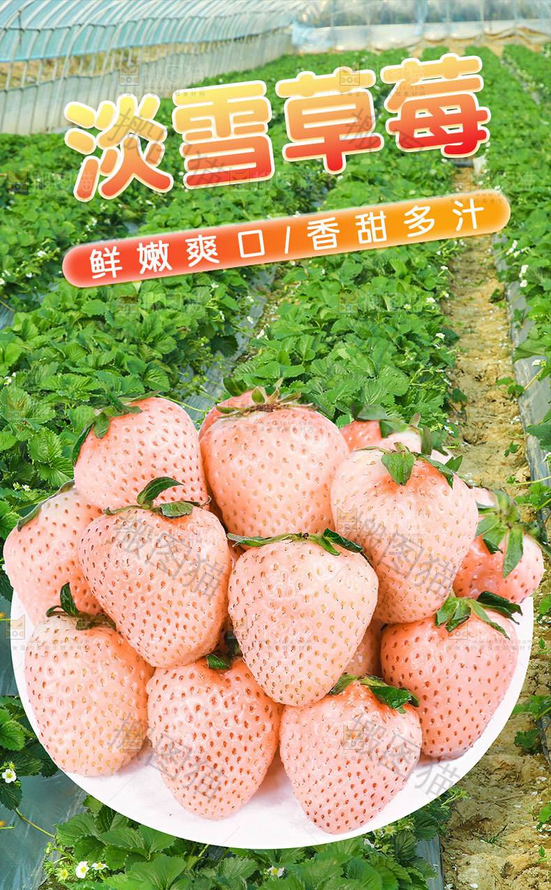 淡雪草莓详情页