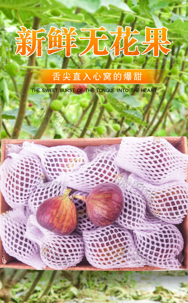 新鲜无花果详情页
