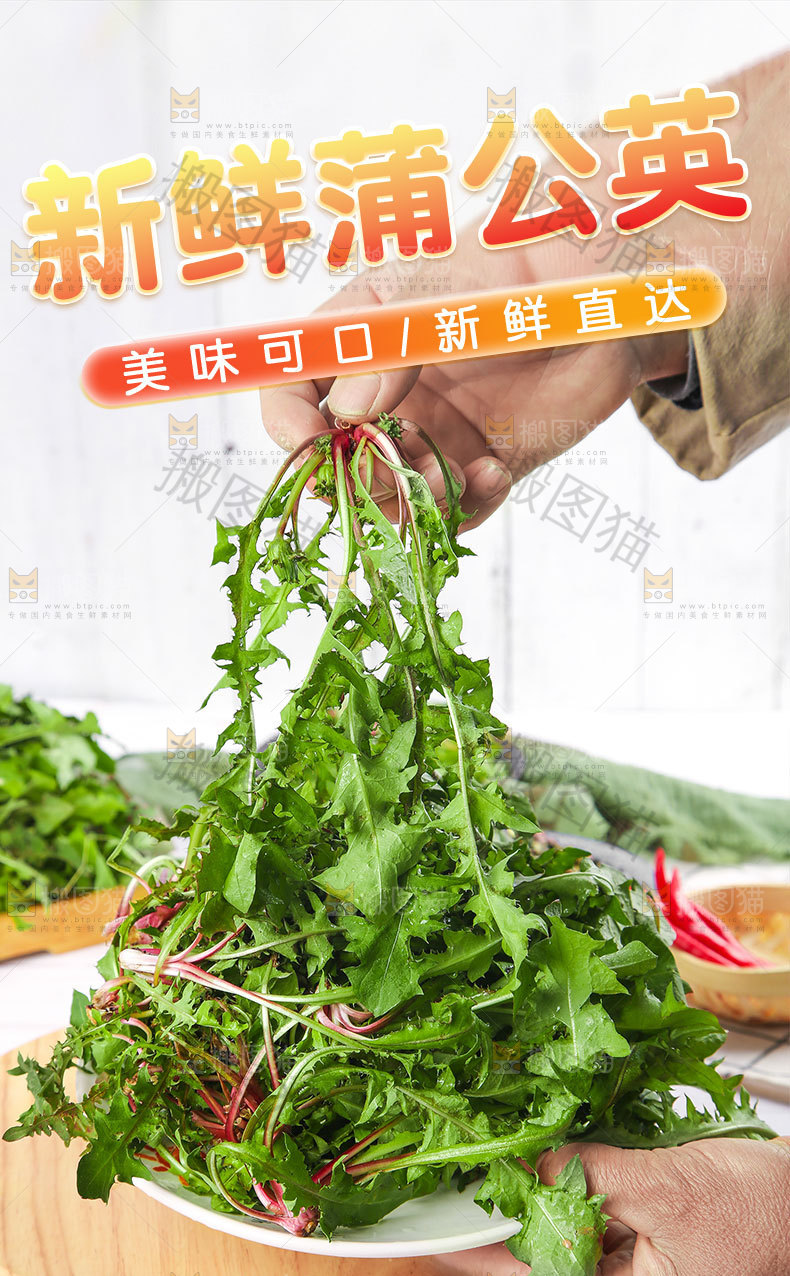 新鲜蒲公英详情页