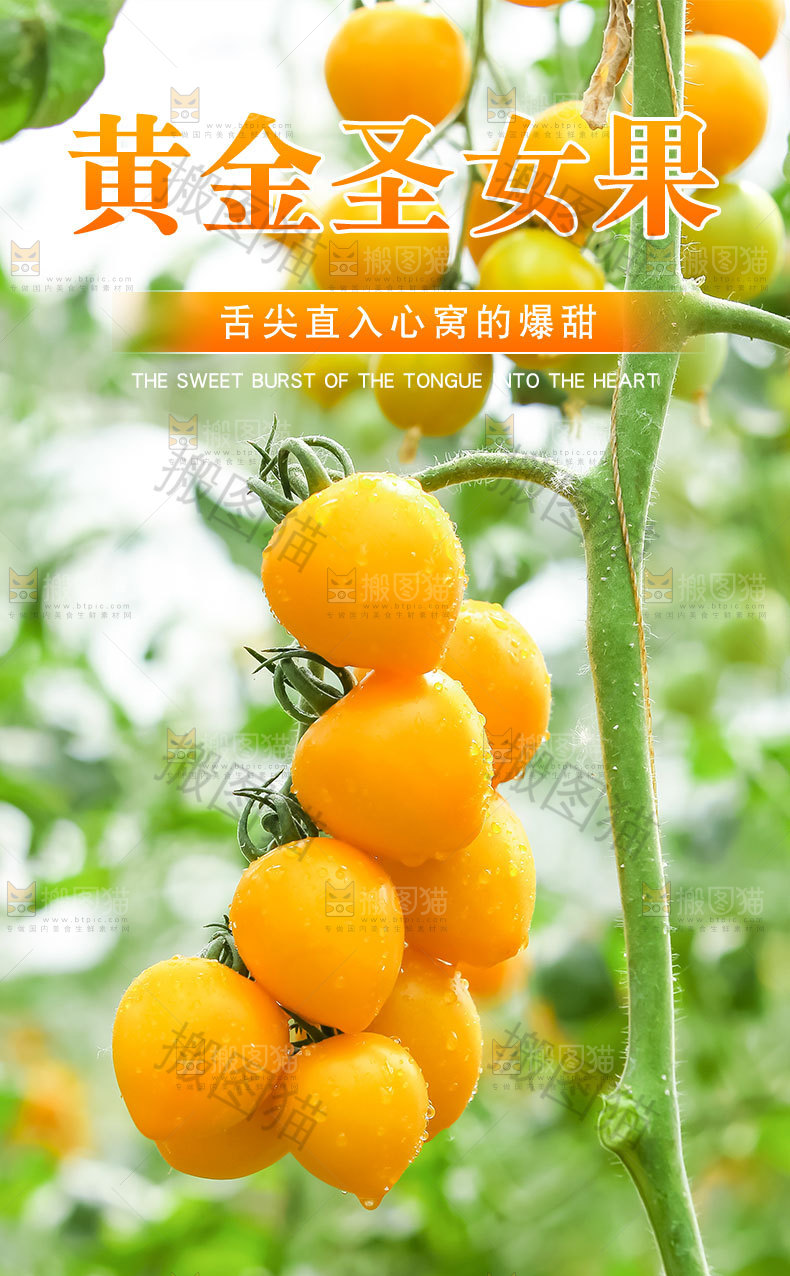 黄金圣女果详情页