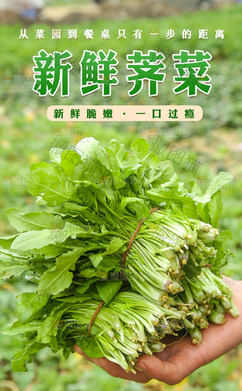 新鲜荠菜详情页
