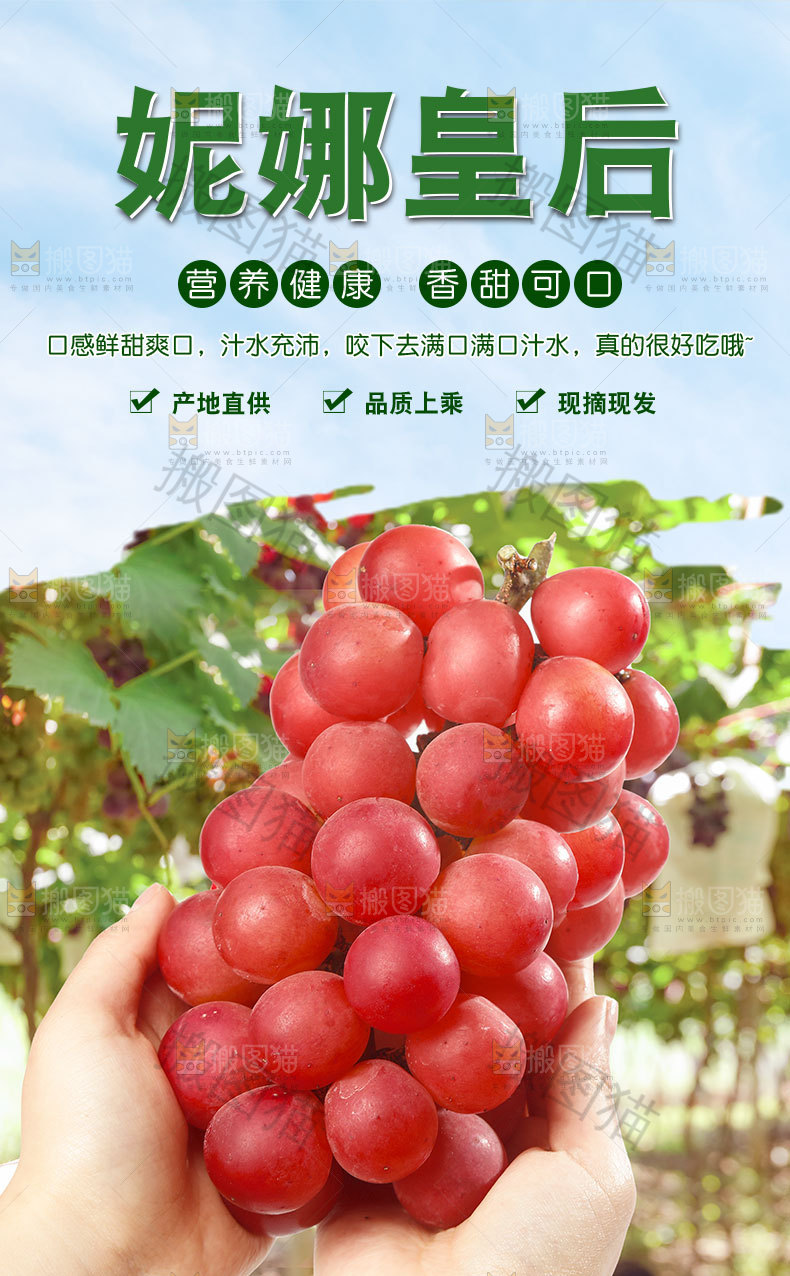 妮娜皇后葡萄详情页