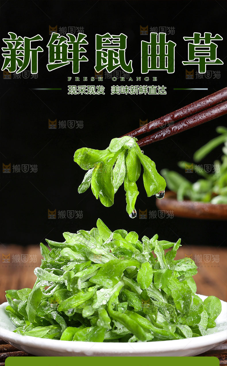 鼠曲草详情页