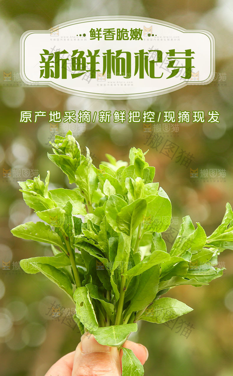 新鲜枸杞芽详情页
