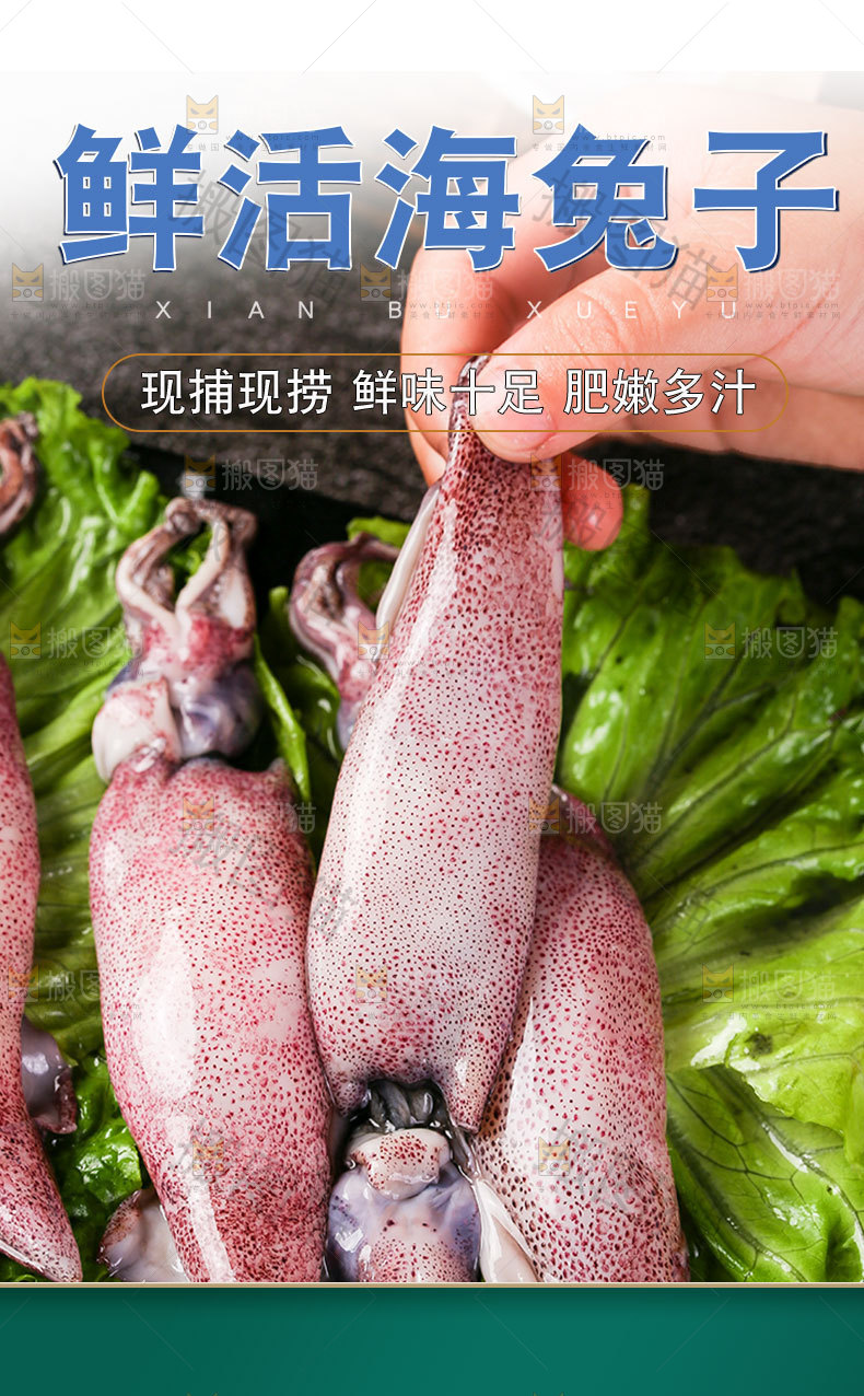 鲜活海兔子详情页