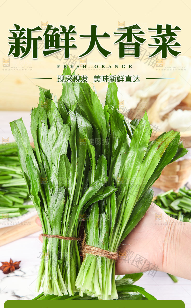 新鲜大香菜详情页