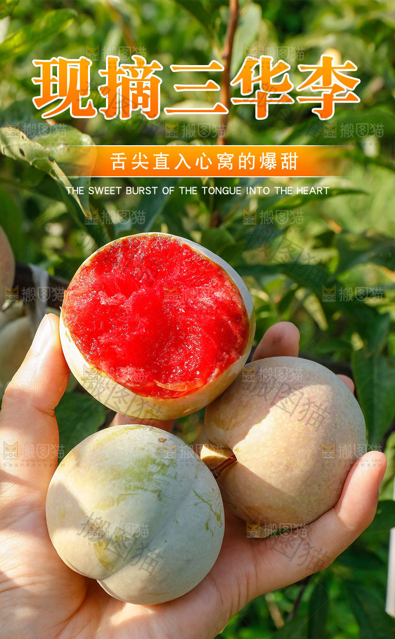 现摘三华李详情页