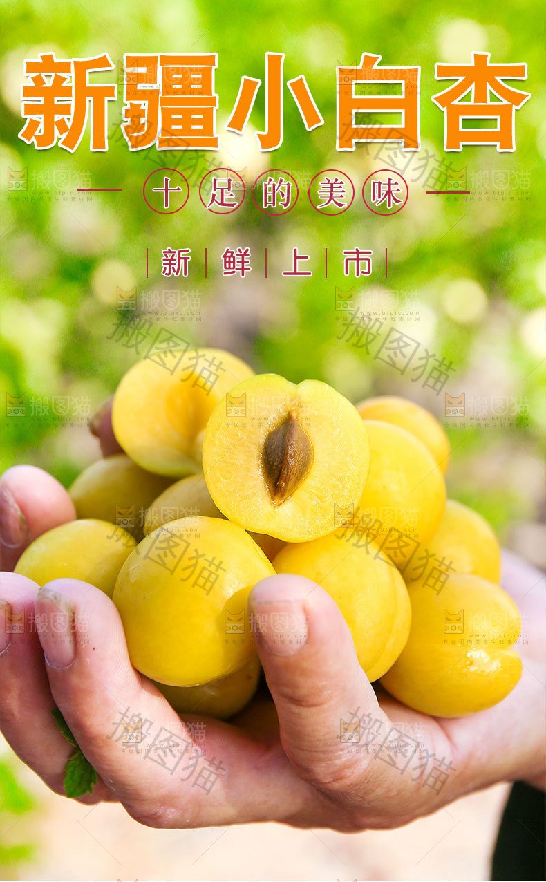 新疆小白杏详情页