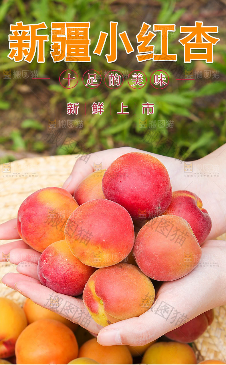 新疆小红杏详情页
