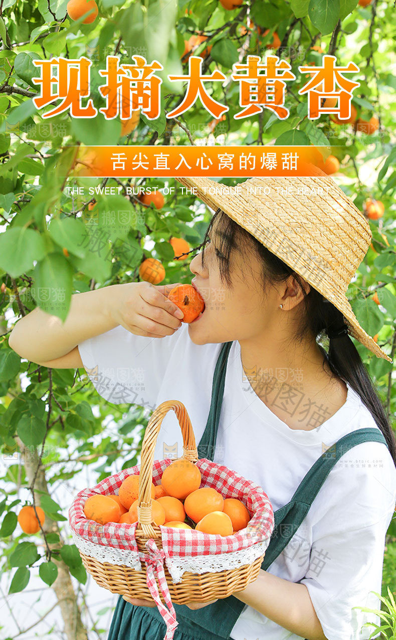 现摘大黄杏详情页