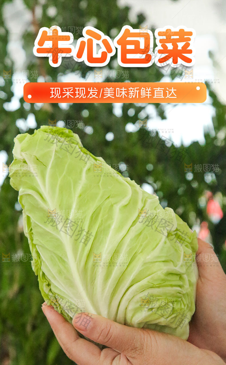 牛心包菜详情页