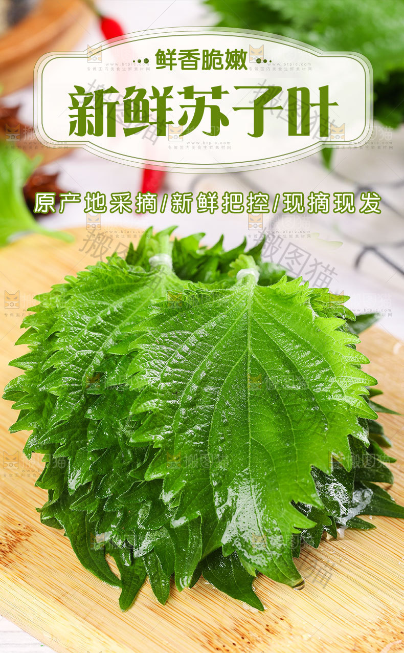 新鲜苏子叶详情页