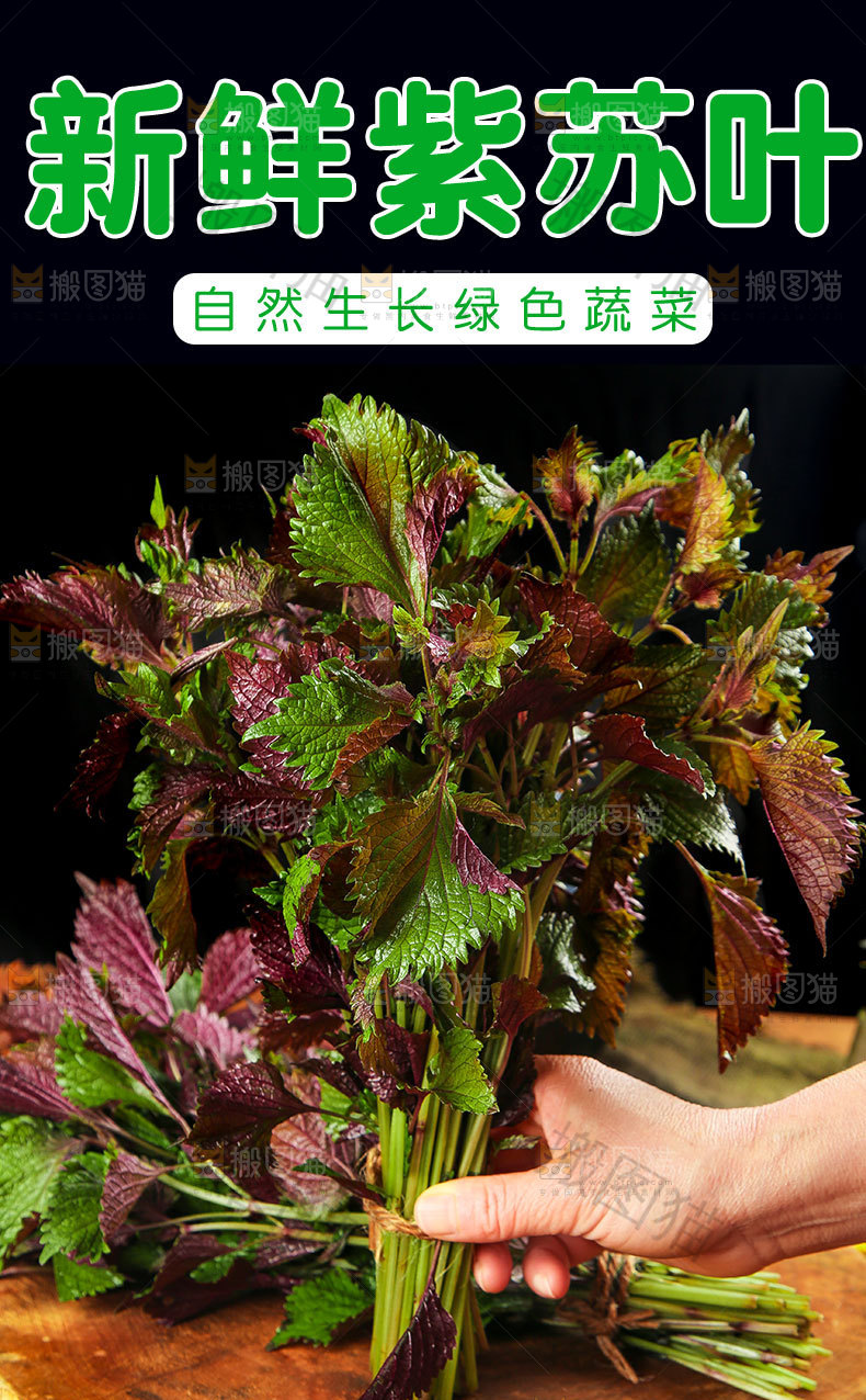 新鲜紫苏叶详情页