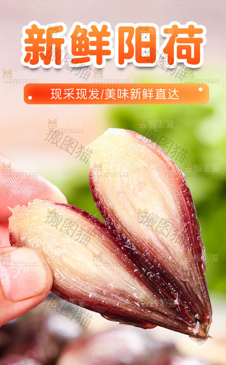 新鲜阳荷详情页