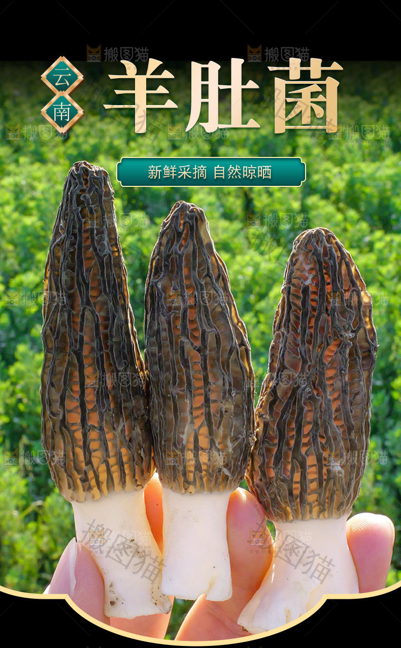 新鲜羊肚菌详情页