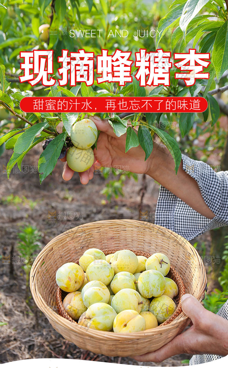现摘蜂糖李详情页