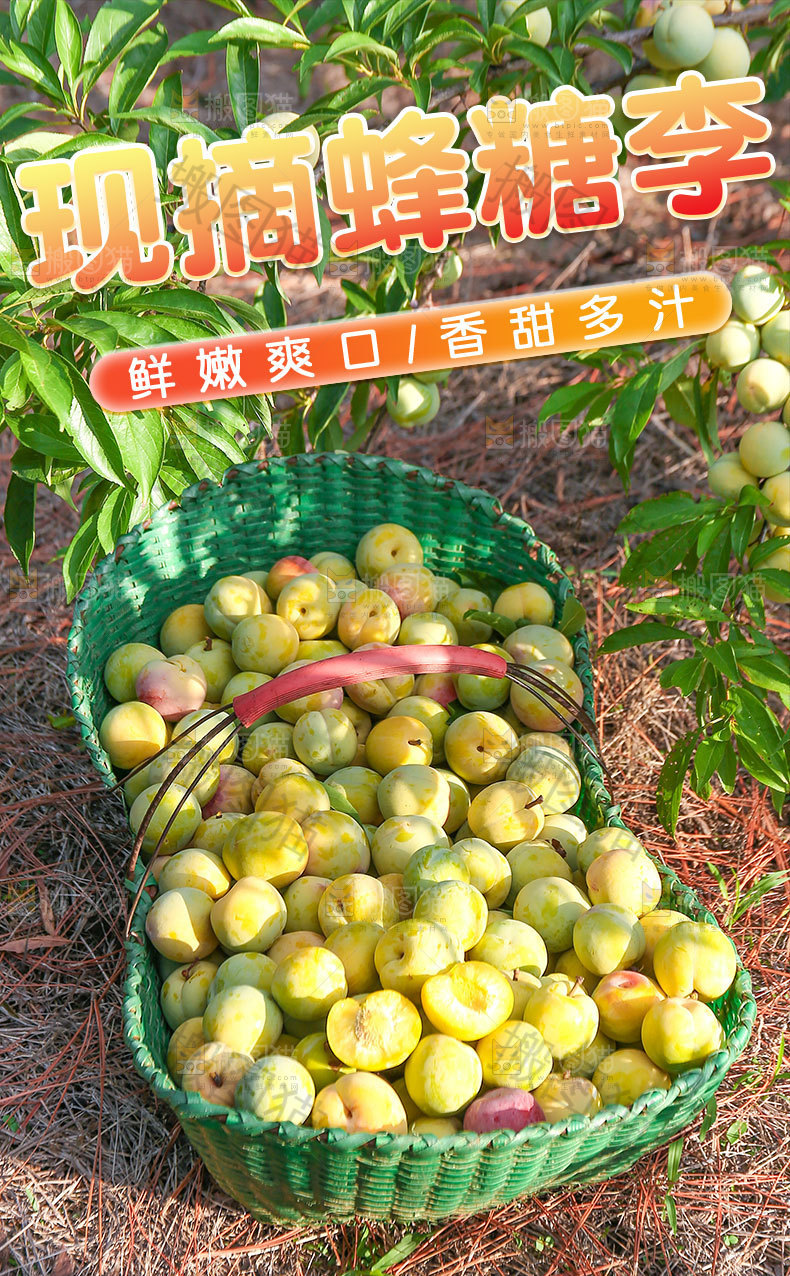现摘蜂糖李详情页