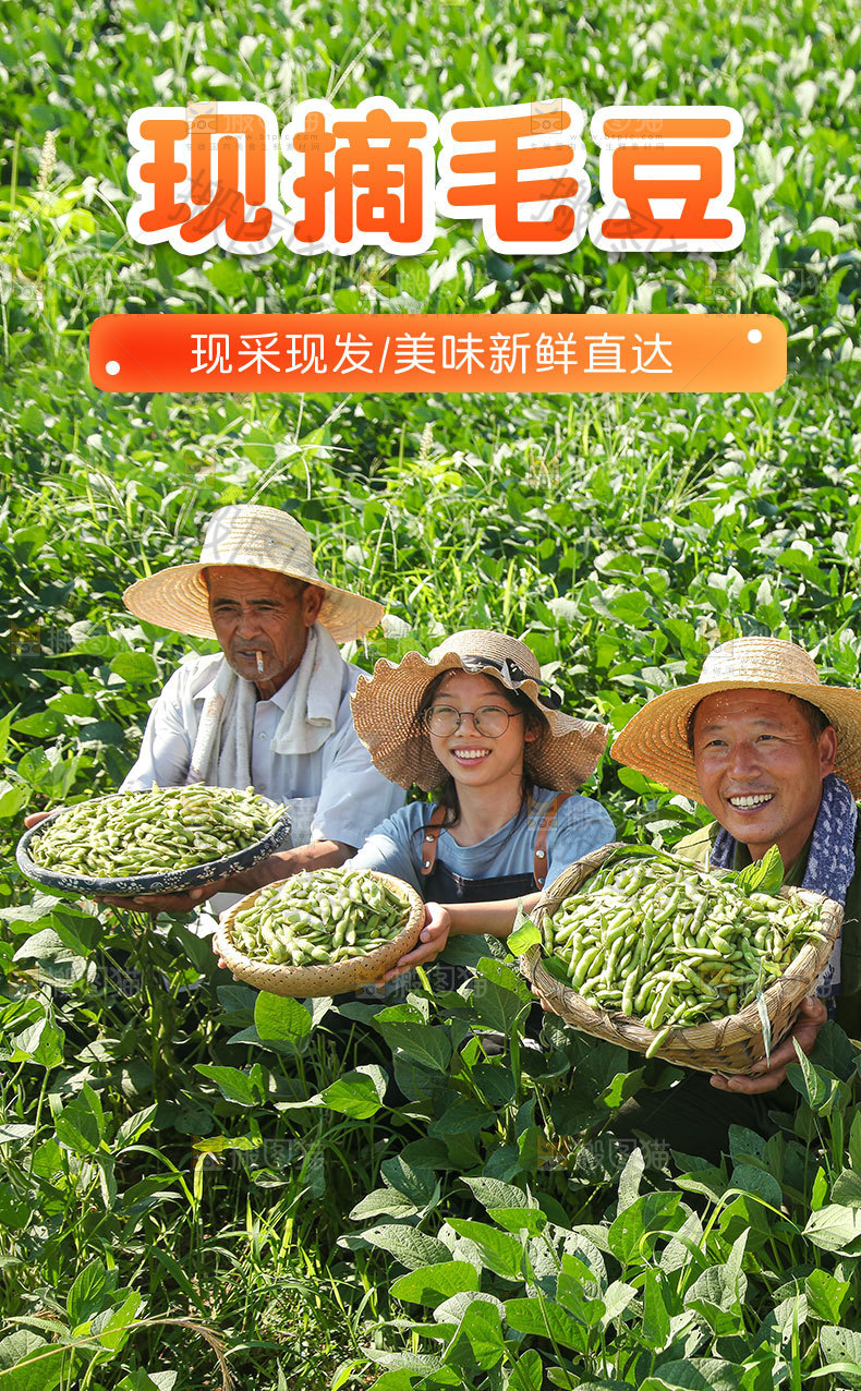 现摘毛豆详情页
