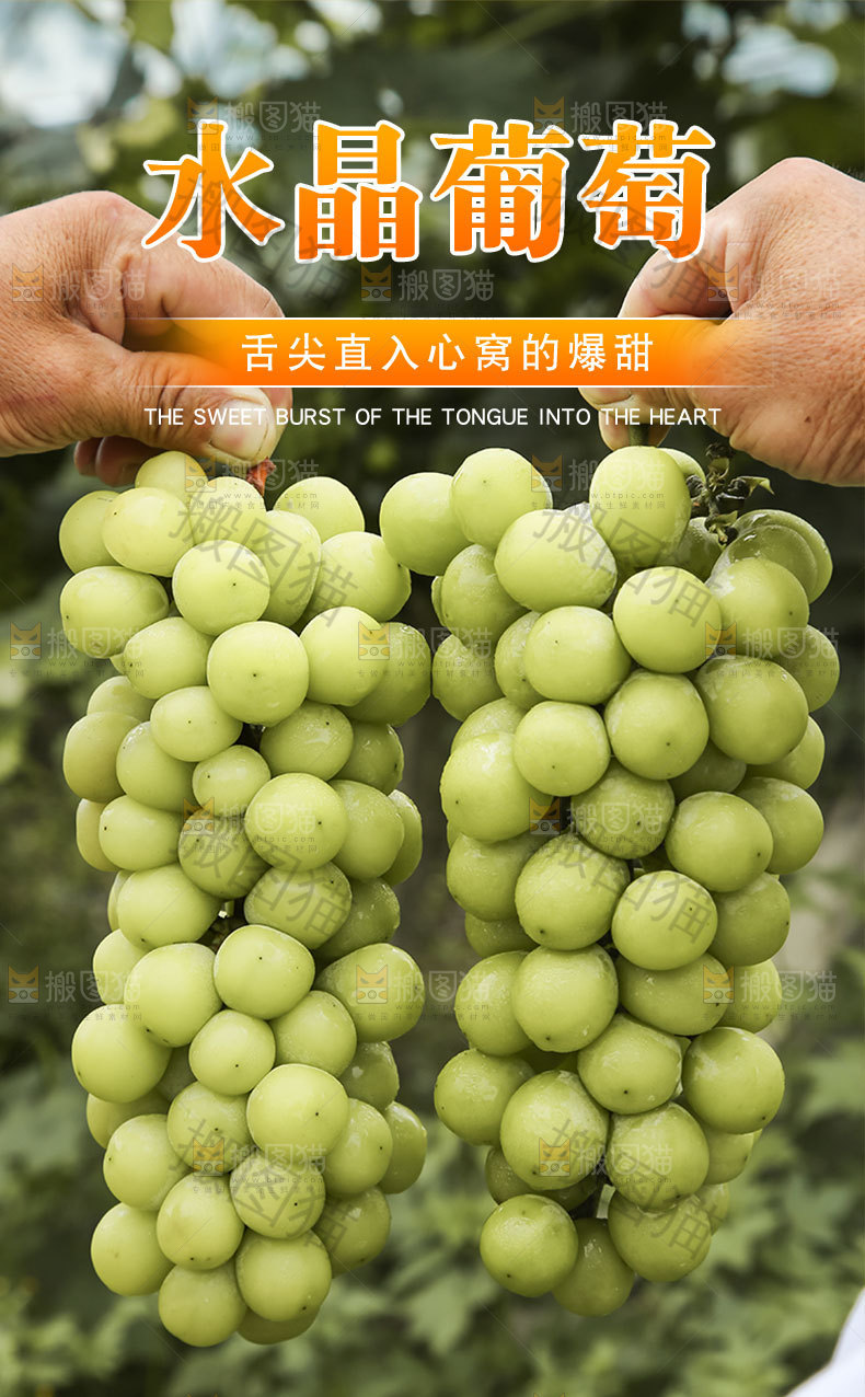 水晶葡萄详情页