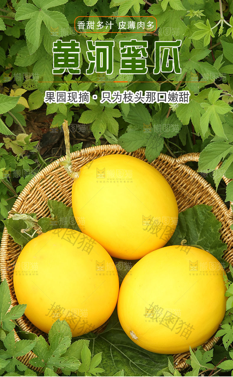 黄河蜜瓜详情页