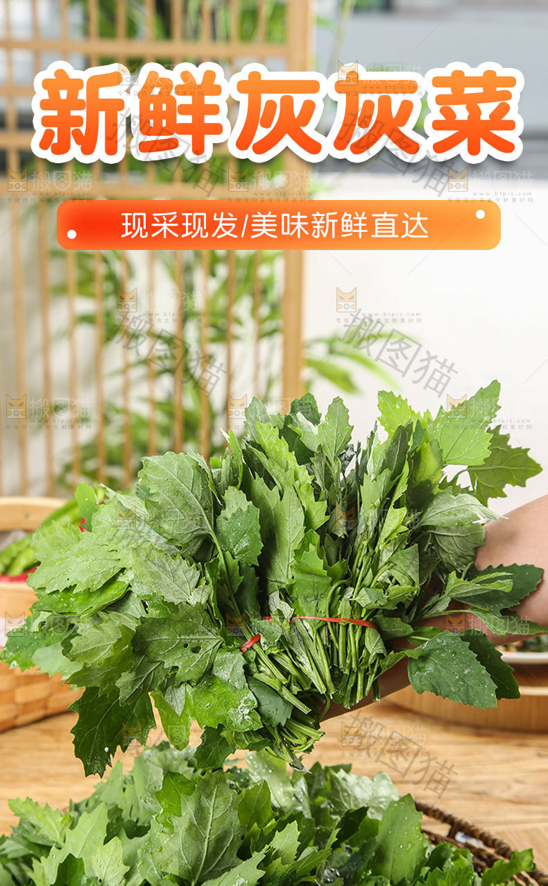 新鲜灰灰菜详情页
