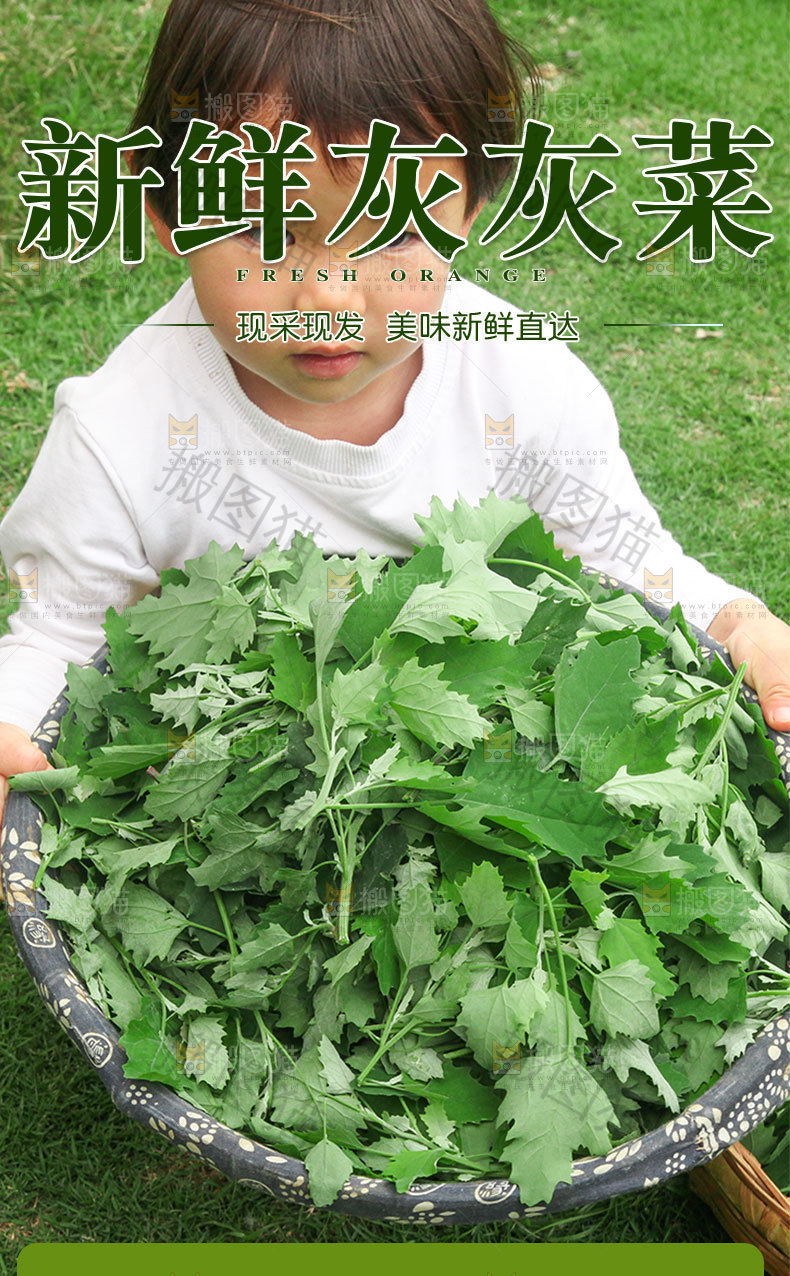 新鲜灰灰菜详情页