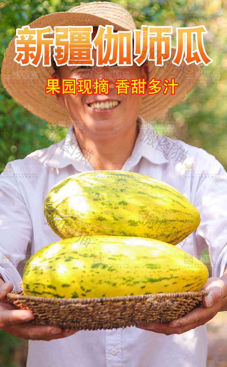 新疆伽师瓜详情页