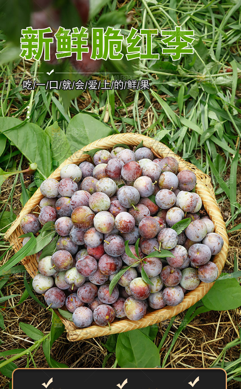 新鲜脆红李详情页