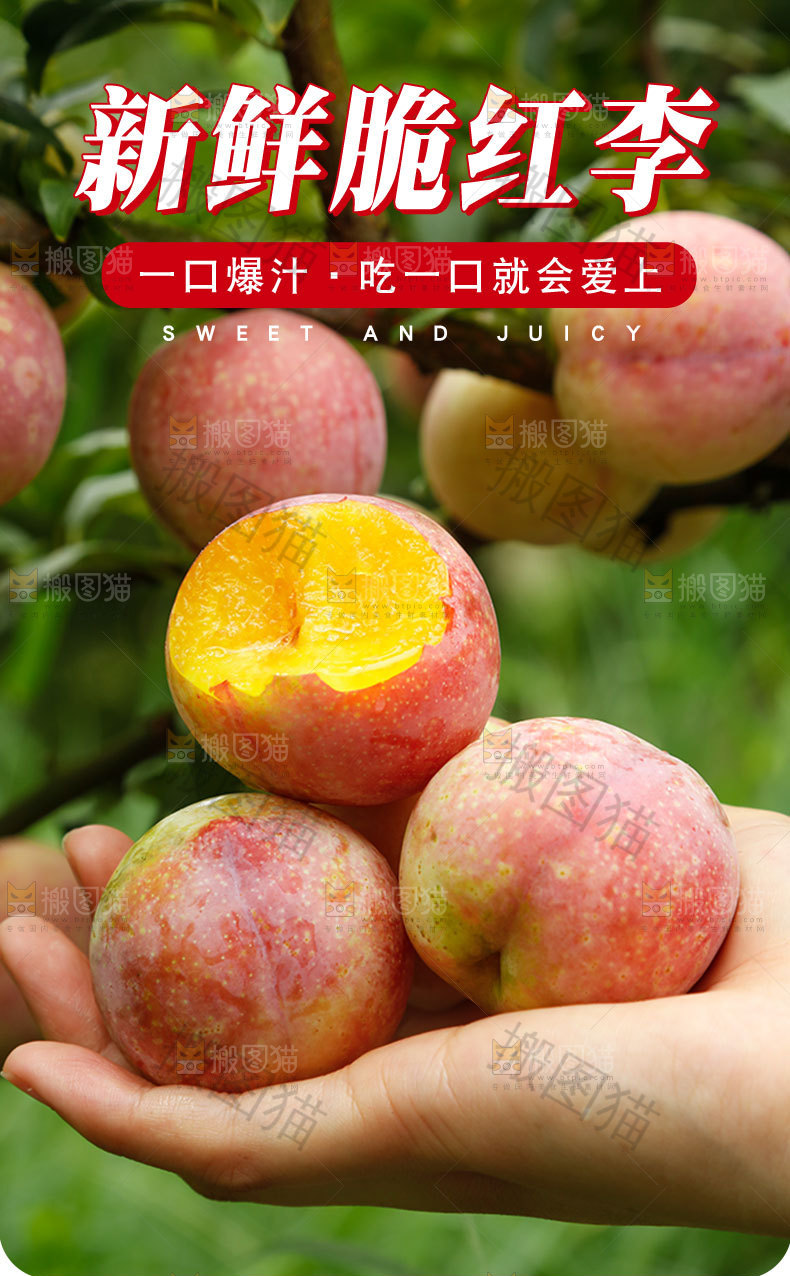 新鲜脆红李详情页