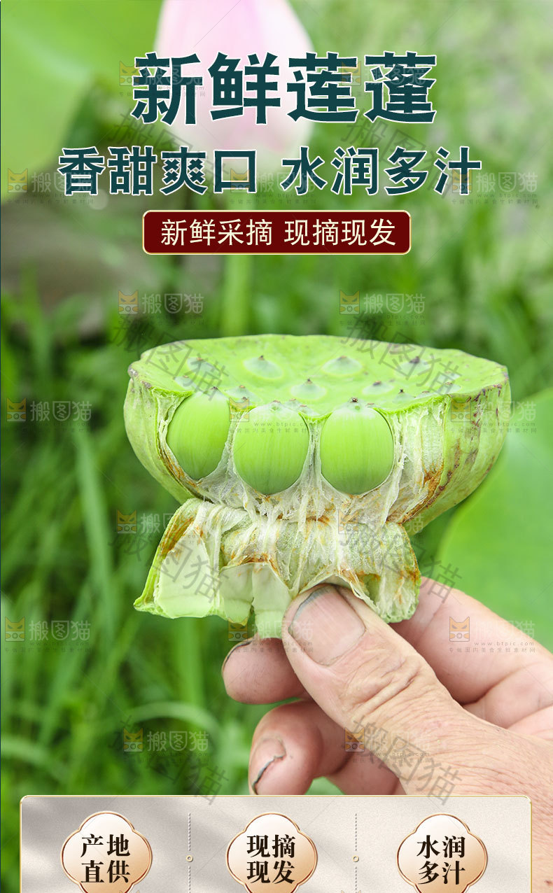新鲜莲蓬详情页