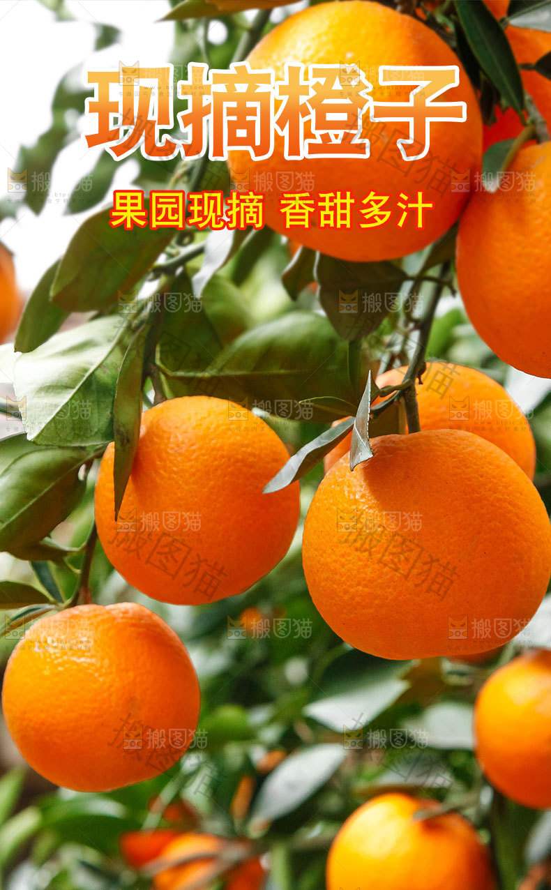 现摘橙子详情页
