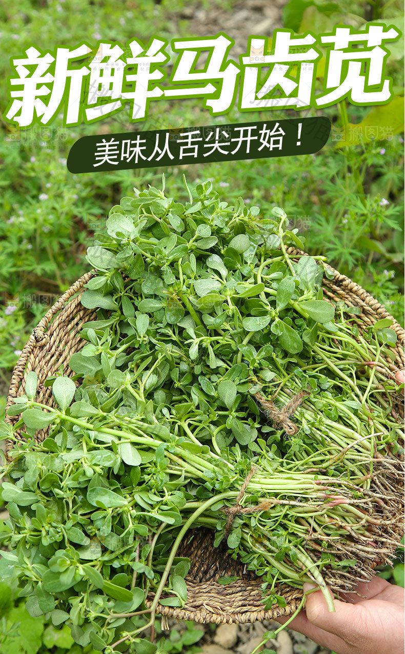 新鲜马齿苋详情页