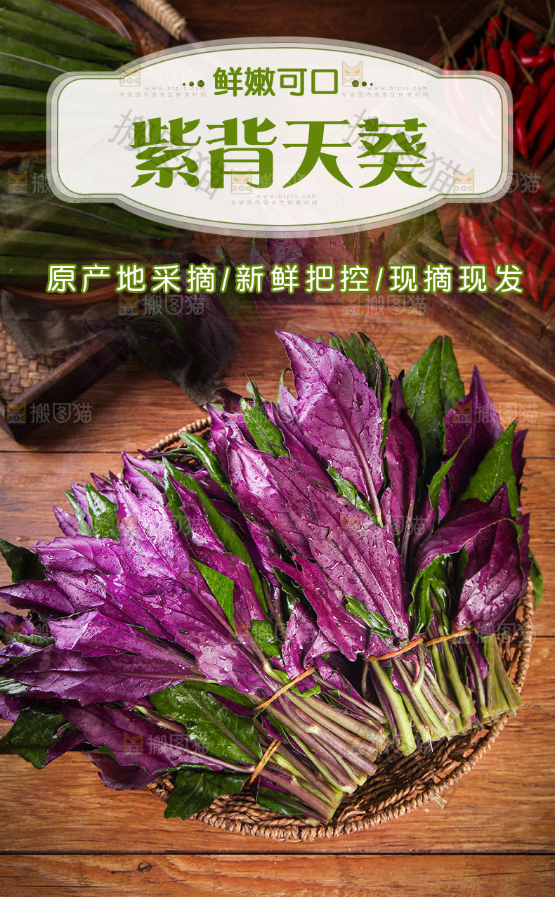 紫背天葵详情页