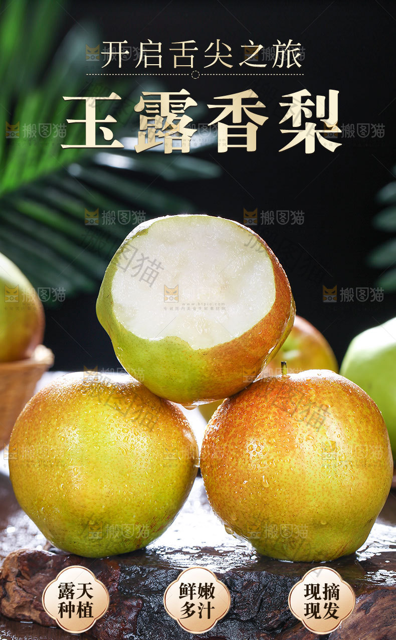 玉露香梨详情
