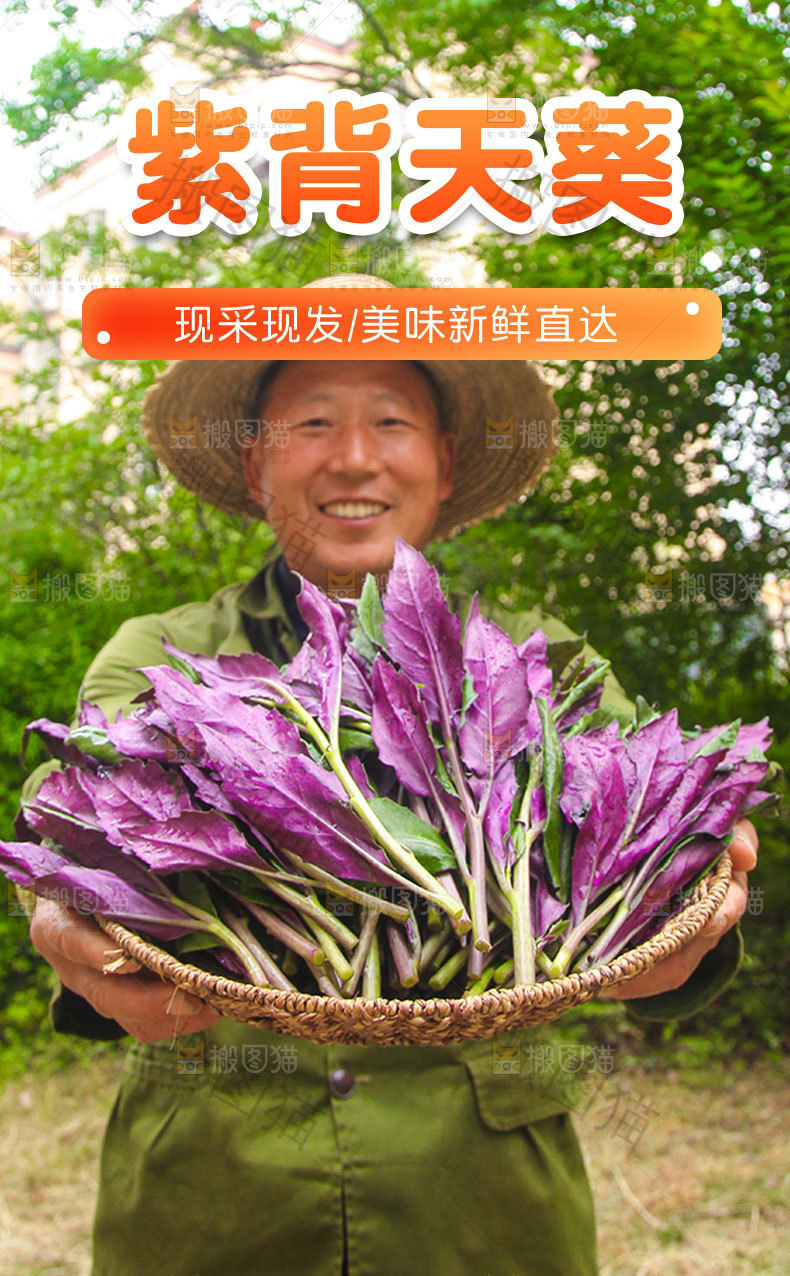 紫背天葵详情页