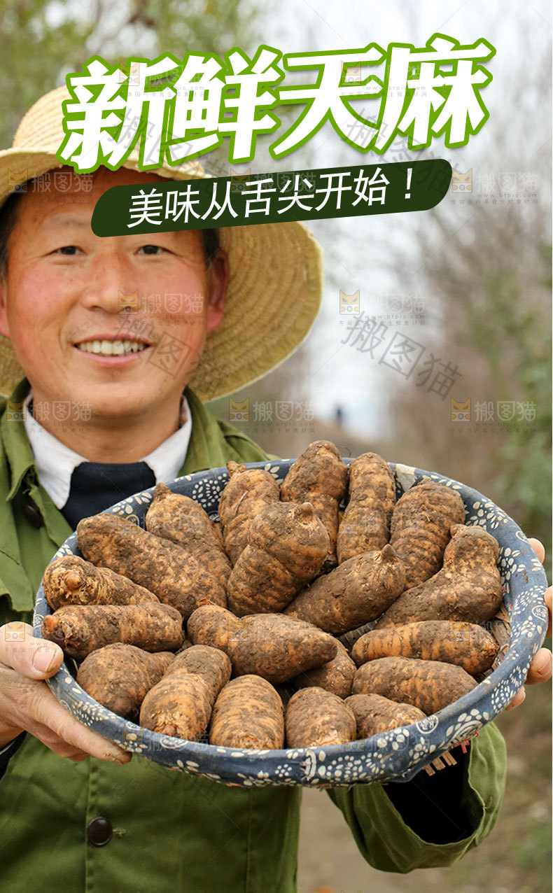 新鲜天麻详情页