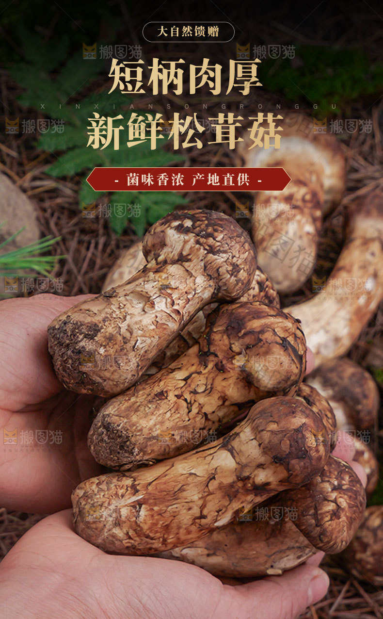 新鲜松茸详情页