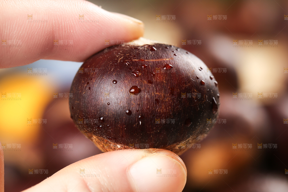 手上拿着栗子