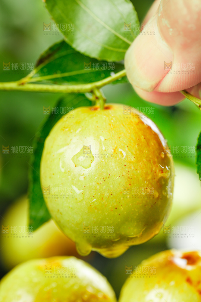 手上拿着脆枣