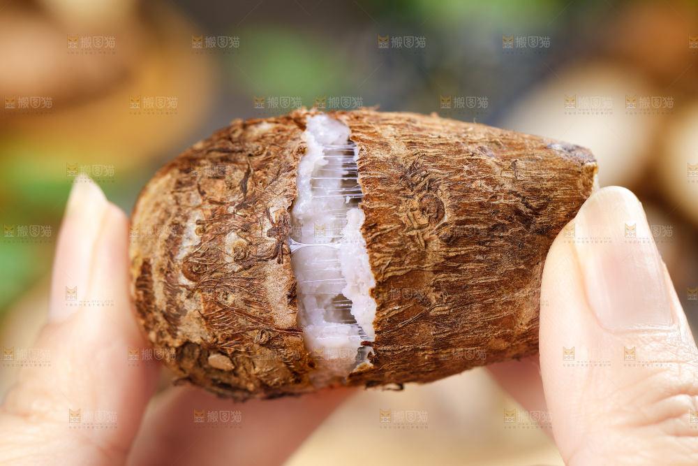 手上拿着小芋头
