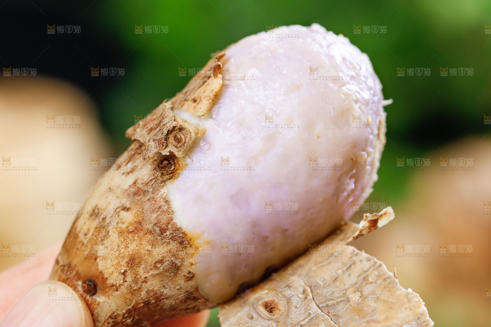 手上拿着小芋头